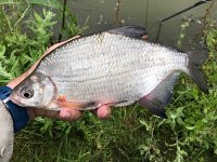 NeilSBream1-00  1-00, Mill Farm Lake, Sussex, 16/06/19
