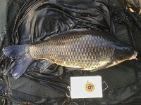 13-07 from a Surrey club lake, 06/06/16