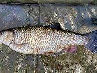 5-03, Old R Trent, 01/03/25