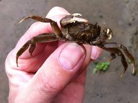 Mitten crab  R Thames mitten crab