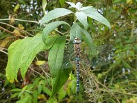 Azure Hawker dragonfly