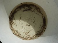 Elvers in the Molesey eel trap