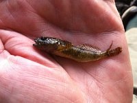 Bullhead??  Bullhead??