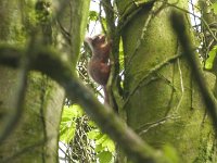 P1000660  Red squirrel in Scotland