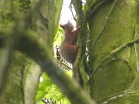P1000661  Red squirrel in Scotland