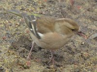 P1000663  Female Chaffinch