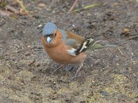 P1000664  Male Chaffinch