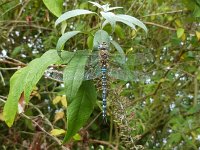 Azure Hawker dragonfly  Azure Blue dragonfly