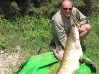 117lbs Catfish from the R Ebro Aug 09