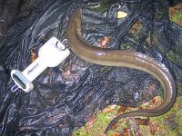 3-12 Eel from Thorpe Ski Lake Oct 12