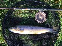 2-05, Sea Trout from the R Test