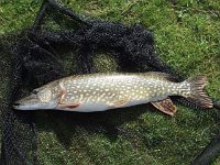 11-07 but an excellent example of a fit, healthy pike