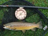 2-07 Brown trout from the  R Itchen