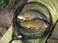 A brace of 4 lbs tench. Twice in an hour, as I netted one fish the second rod took off