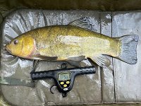 5-01, from a Notts club lake, 12/08/24