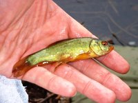 My smallest ever tench